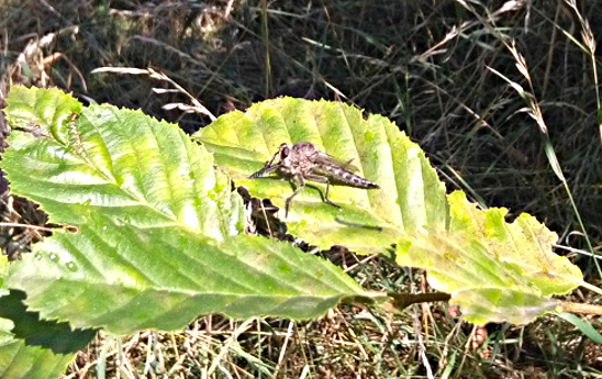 immaturo di Libellula depressa..? No, Dittero Asilidae